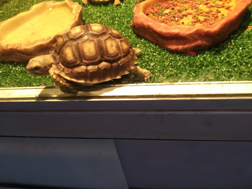 Pet Store «Discount Pets & Supplies», reviews and photos, 211 Hancock Bridge Pkwy, Cape Coral, FL 33990, USA