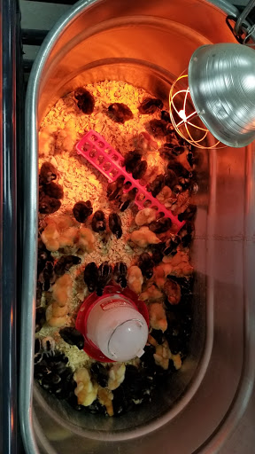 Home Improvement Store «Tractor Supply Co.», reviews and photos, 8447 FL-54, New Port Richey, FL 34655, USA