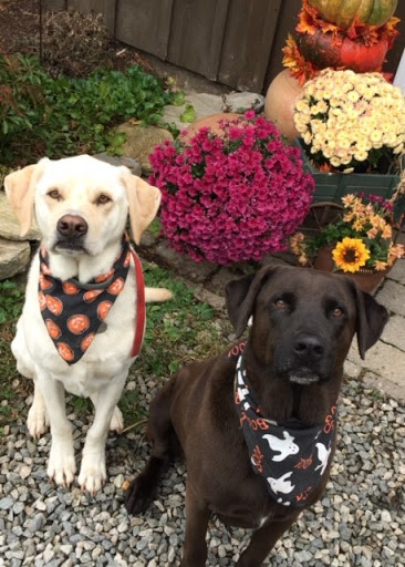 Vineyard «Nickle Creek Vineyard», reviews and photos, 12 King Rd, Foster, RI 02825, USA