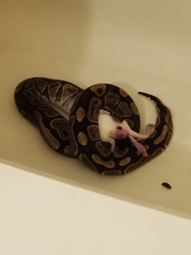 Pet Supply Store «Pet Supermarket», reviews and photos, 2800 Raeford Rd, Fayetteville, NC 28303, USA