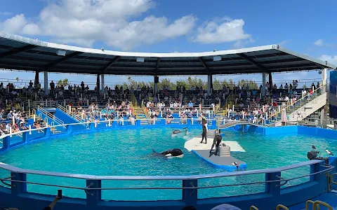 Killer Whale Show image