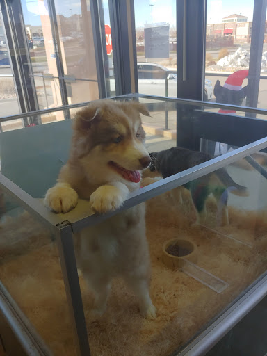 Pet Store «Perfect Pets», reviews and photos, 6840 S University Blvd #410, Centennial, CO 80122, USA