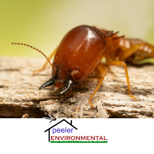 Pest Control Service «Peeler Environmental», reviews and photos