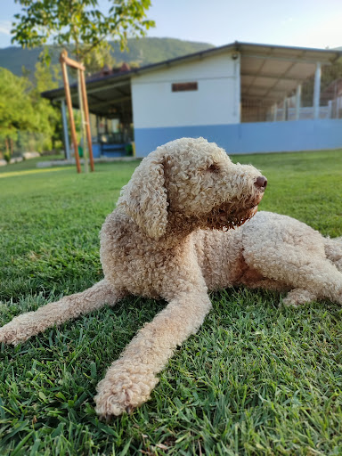 Pensioni per cani e dog hotel a Dog House