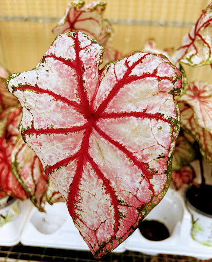 Hardware Store «JB Hostetter & Sons», reviews and photos, 1225 W Main St, Mount Joy, PA 17552, USA