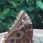 Photo n°11 de l'avis de Oernie.1 fait le 29/07/2019 à 20:19 sur le  Restaurant Schwedenschenke à Constance