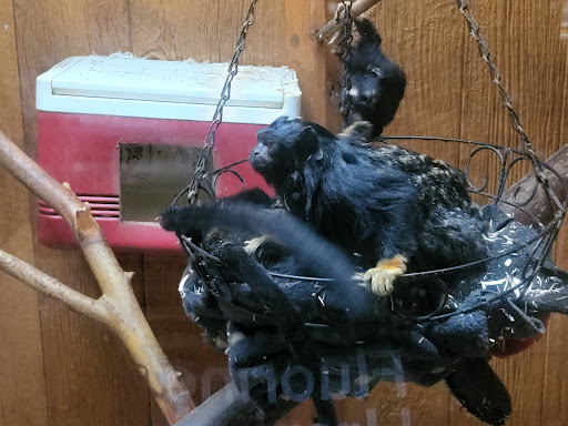 Zoo «Lupa Zoo», reviews and photos, 62 Nash Hill Rd, Ludlow, MA 01056, USA