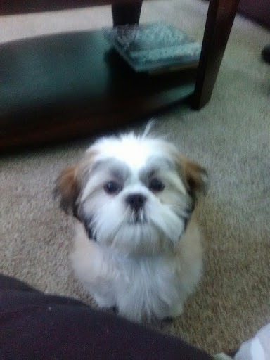 Pet Supply Store «PetSmart», reviews and photos, 2 Brick Plaza, Brick, NJ 08723, USA