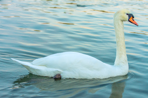 Park «Lake Balboa/Anthony C. Beilenson Park», reviews and photos, 6300 Balboa Blvd, Van Nuys, CA 91406, USA