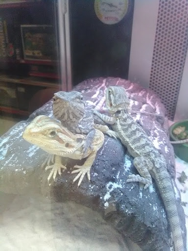 Pet Supply Store «Petco Animal Supplies», reviews and photos, 6015 Stage Rd, Bartlett, TN 38134, USA