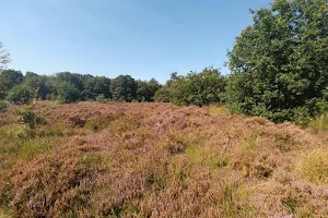 Rucphense Forests image