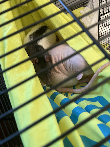 Pet Supply Store «Petco Animal Supplies», reviews and photos, 7907 State Highway N, Dardenne Prairie, MO 63368, USA