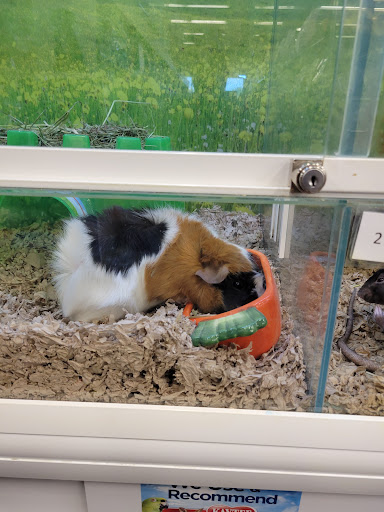 Pet Store «Market Street PET DEPOT», reviews and photos, 2979 S Market St, Gilbert, AZ 85295, USA