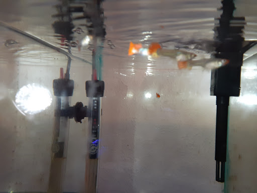 Pet Supply Store «Milwaukee Aquatics», reviews and photos, 3946 S Howell Ave, Milwaukee, WI 53207, USA