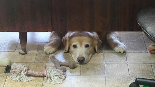 Pet Supply Store «F-M Dog Obedience School», reviews and photos, 1214 Main Ave, Moorhead, MN 56560, USA