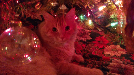 Pet Supply Store «PBS Animal Health», reviews and photos, 2780 Richville Dr SE, Massillon, OH 44646, USA