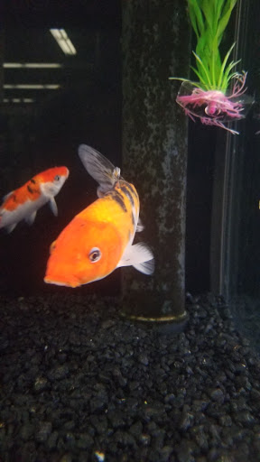 Pet Supply Store «Petco Animal Supplies», reviews and photos, 19767 Haynes Road, Catoosa, OK 74421, USA