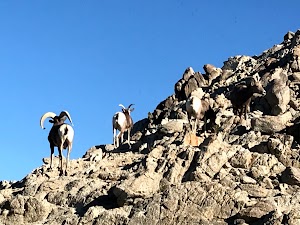 The Living Desert - photo 21