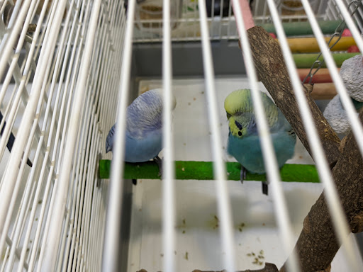 Selvätica — Clínica Veterinaria de Animales Exóticos en Valencia