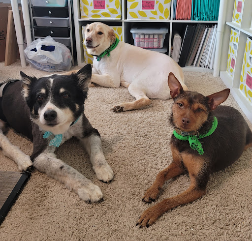 Tails of Lake Norman Pet Spa