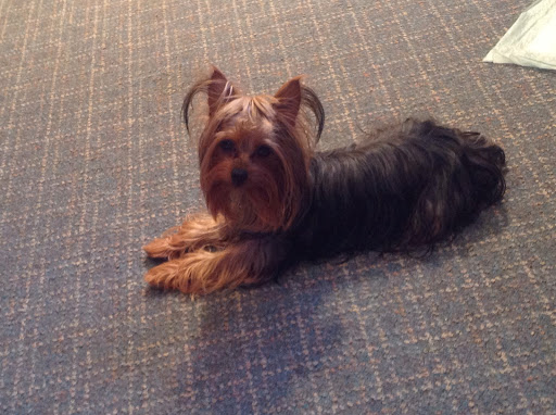 Pet Store «Arcadia Pets», reviews and photos, 4371 Amboy Rd, Staten Island, NY 10312, USA