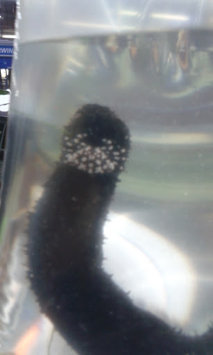 Pet Store «Tanks Pet Supply», reviews and photos, 628 S Main St, Princeton, IL 61356, USA