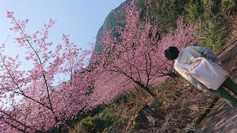 銚子川の河津桜