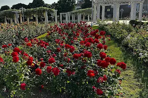Ibb Rose Garden image