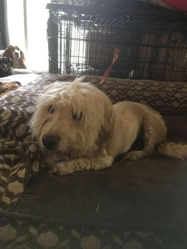 Animal Rescue Service «1 Love Dog Rescue», reviews and photos