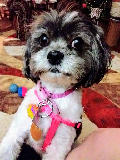 Pet Store «PetSmart», reviews and photos, 2211 Barrett Dr, Greenfield, IN 46140, USA