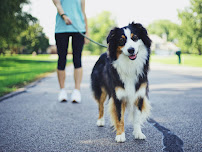 Simply Pets - Fox Valley Dog Walking - Photo 6 - Car repair in St. Charles, IL, Aurora