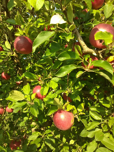 Produce Market «Brookwood Fruit Farm», reviews and photos, 7845 Bordman Rd, Almont, MI 48003, USA