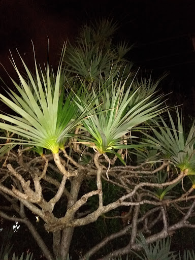 Art Museum «Norton Museum of Art», reviews and photos, 1451 S Olive Ave, West Palm Beach, FL 33401, USA