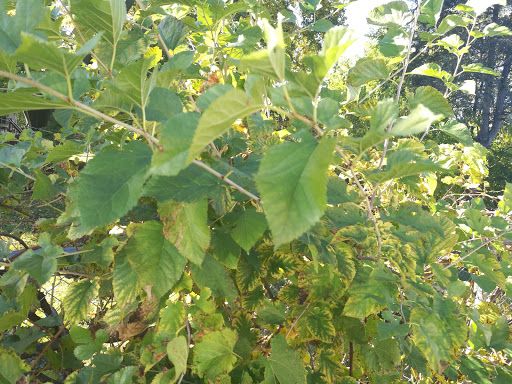 Asian Grocery Store «L & K Asian Market», reviews and photos, 1101 Hanover Ave, Allentown, PA 18109, USA