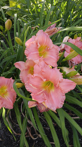 Park «Louisville Waterfront Park (Great Lawn, Harbor Lawn, Festival Plaza)», reviews and photos, 231 Witherspoon St, Louisville, KY 40202, USA