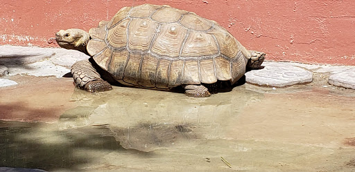 Zoo «Sarasota Jungle Gardens», reviews and photos, 3701 Bay Shore Rd, Sarasota, FL 34234, USA