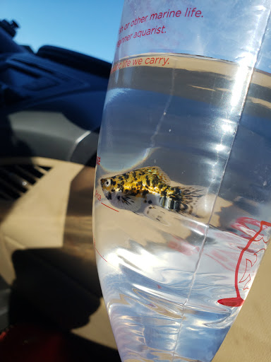 Pet Supply Store «Petco Animal Supplies», reviews and photos, 7303 Pinnacle Pkwy, Covington, LA 70433, USA