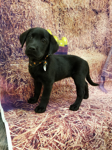 Pet Store «Happiness Is Pets», reviews and photos, 2936 Showplace Dr, Naperville, IL 60564, USA