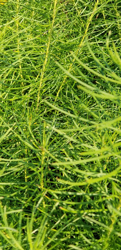 Performing Arts Theater «Staller Center For the Arts», reviews and photos, 100 Nicolls Rd, Stony Brook, NY 11794, USA