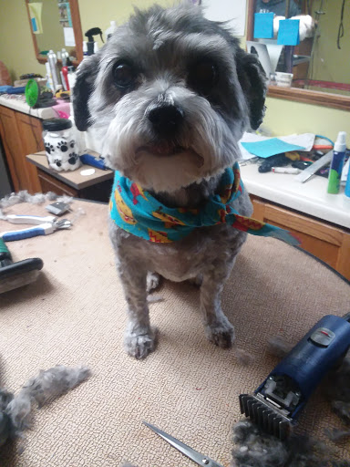 Pet Groomer «Precious Paws Pet Grooming», reviews and photos, 1807 Franklin St, Michigan City, IN 46360, USA