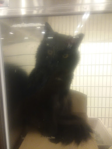 Pet Supply Store «PetSmart», reviews and photos, 1561 N Dysart Rd, Avondale, AZ 85323, USA