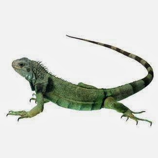 Pet Supply Store «Pet Mania», reviews and photos, 7901 Falls of Neuse Rd, Raleigh, NC 27615, USA