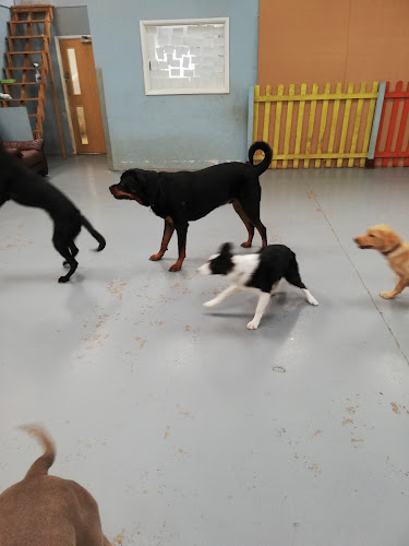 Dog Day Care Centre