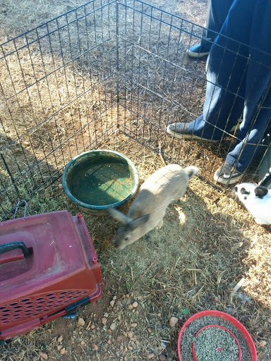 Christmas Tree Farm «Sleepy Hollow Farm & Escape Woods», reviews and photos, 628 Sleepy Hollow Rd, Powder Springs, GA 30127, USA