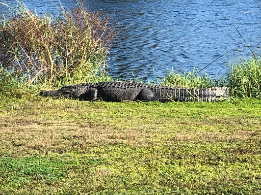 Golf Course «Bay Palms Golf Complex», reviews and photos, 1803 Golf Course Ave, Tampa, FL 33621, USA