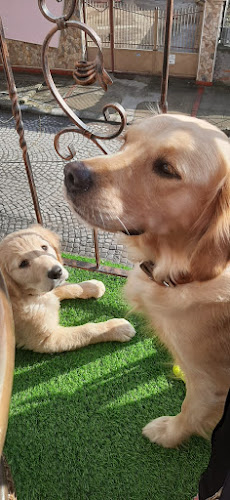 Д-Р ИЛИЯН СТОЯНОВ - Ветеринарна болница