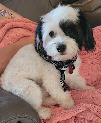 Palm City Animal Medical Center - Photo 3 - Car repair in Palm City, FL, Port St. Lucie