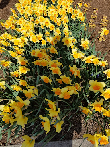 Stadium «Citi Field», reviews and photos, 123-01 Roosevelt Ave, Queens, NY 11368, USA