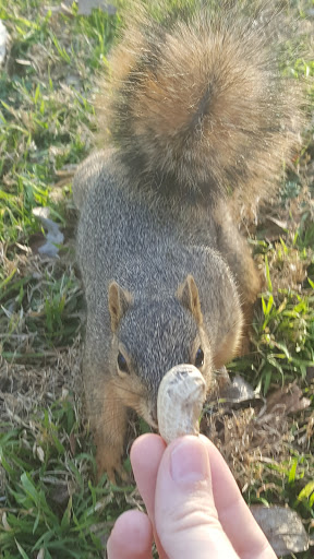 Park «J.A. Carr Park», reviews and photos, 508 Simmons Dr, Euless, TX 76040, USA