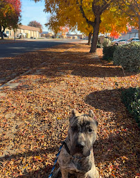 Sit Means Sit Dog Training - Modesto - Photo 6 - Car repair in Modesto, CA, Modesto
